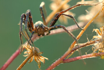 spider on a leaf