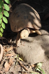  Elongated tortoise in the nature, Indotestudo elongata ,Tortoise sunbathe on ground with his protective shell ,Tortoise from Southeast Asia and parts of South Asia ,High yellow Tortoise