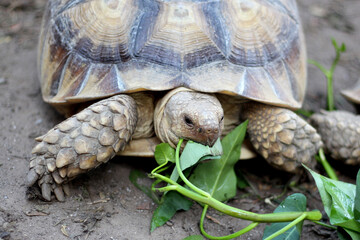 African Sulcata Tortoise Natural Habitat,Close up African spurred tortoise resting in the garden, Slow life ,Africa spurred tortoise sunbathe on ground with his protective shell ,Beautiful Tortoise