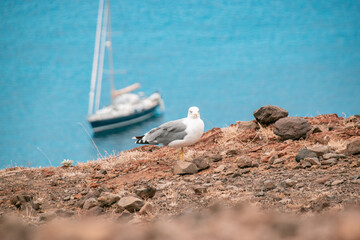 Mouette et littoral