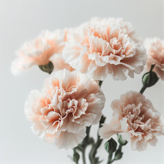beautiful carnation close-up, mother's day