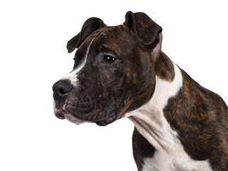 Head shot of young brindle with white American Staffordshire Terrier dog, looking side ways / profile  with dark eyes and floppy ears. Isolated cutout on transparent background.
