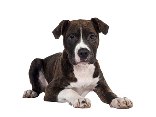 Young brindle with white American Staffordshire Terrier dog, layign down facing front, looking at camera with dark eyes and innocent face. Isolated cutout on transparent background.