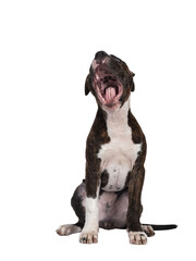 Young brindle with white American Staffordshire Terrier dog, sitting up facing front with mouth wide open. Isolated cutout on transparent background.