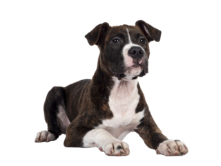 Young brindle with white American Staffordshire Terrier dog, laying down side ways, looking beside camera with focussed dark eyes. Isolated cutout on transparent background.
