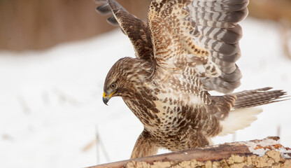 Common Buzzard in winter at a wet forest