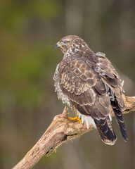 Common Buzzard in winter at a wet forest