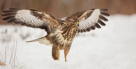 Common Buzzard in winter at a wet forest