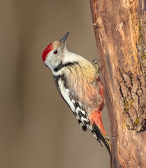 Middle Spotted Woodpecker - in the wet forest in winter
