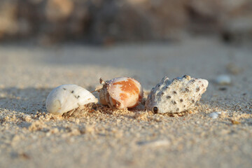 Three hermit crabs in their shells on the beach.