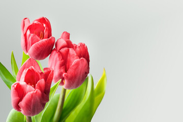 Spring tulip flowers on gray paper from above. Holiday concept.