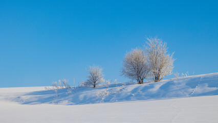 Fototapeta na wymiar 霧氷した木　雪景色　冬の北海道