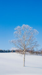 霧氷した白樺の木　冬　北海道　縦構図