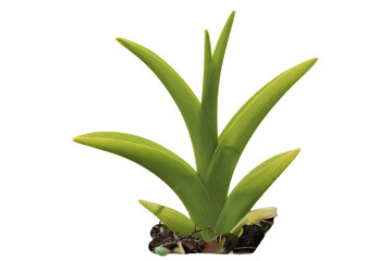 Young shoots of grass and flowers.