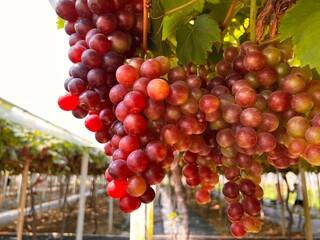 fresh grapes