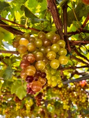 fresh grapes