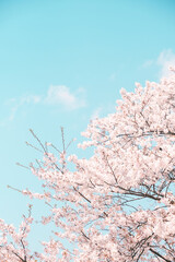桜と空