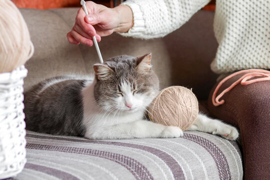 A woman with knitting needles in her hands is stroking her domestic cat.