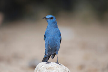 Blue rock thrush, Monticola solitarius