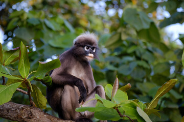dusky leaf monkey or spectacled langur in Krabi, Thailand