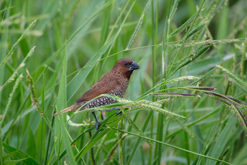 Scaly-breasted munia in grass, Lonchura punctulata