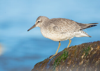 Red Knot - on the autumn migration way at a seashore