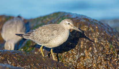 Red Knot - on the autumn migration way at a seashore