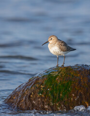 Dunlin - young bird at a seashore on the autumn migration way