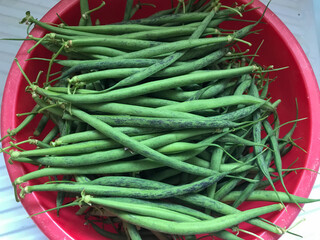 haricots verts,haricots,jardin,récolte,bassine,cuisine,ramassage,écosser,écossage, vert,rouge,écologique,légumes,nourriture,sain,aliment,alimentation,