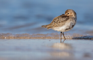 Dunlin - young bird at a seashore on the autumn migration way