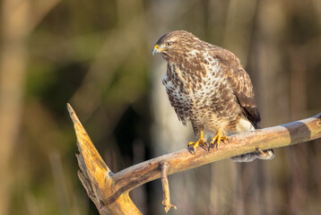 Common Buzzard in winter at a wet forest