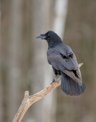 Common Raven - in winter at a wet forest