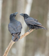 Common Raven - two birds in winter at a wet forest
