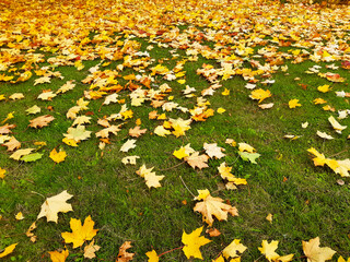 Obraz premium Brown and Yellow Maple Leaves on the Grass. Brown and yellow maple leaves fell under the trees and piled up on the grassy ground when the autumn season started in Finland.
