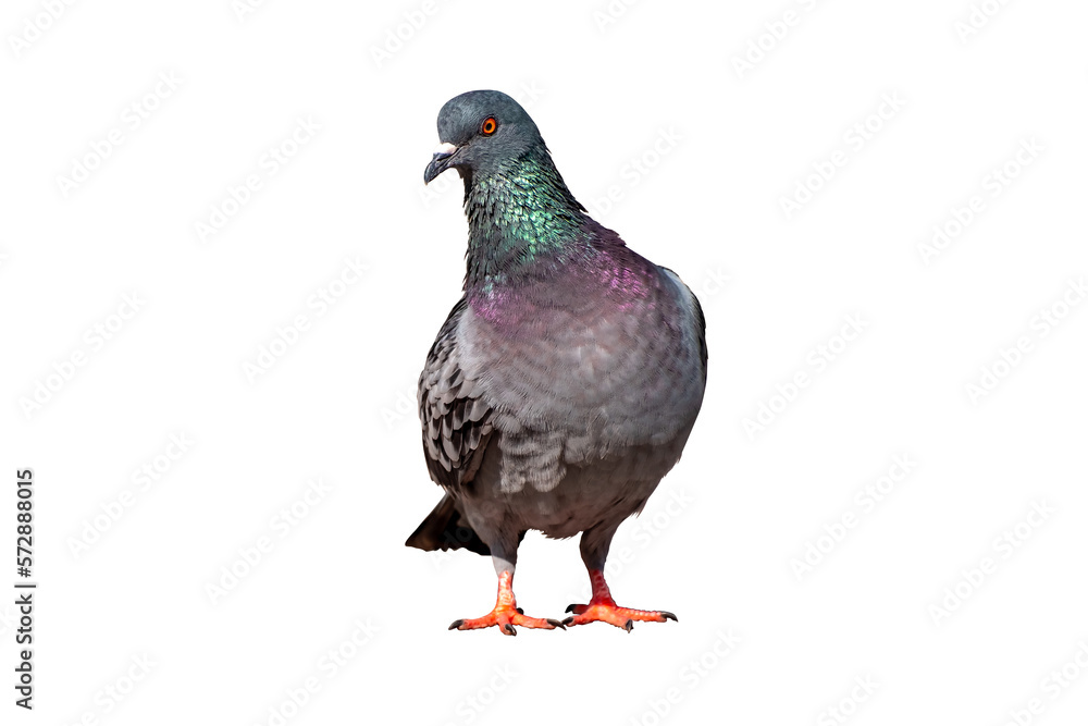 Wall mural Full body of standing pigeon bird isolate on transparent background, PNG file