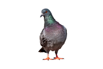 Full body of standing pigeon bird isolate on transparent background, PNG file