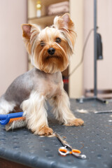Adorable Yorkshire terrier puppy posing on table in pet grooming salon. Animale hygiene and heathcare concept