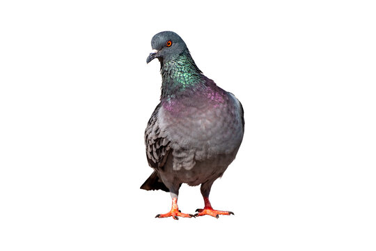 Full body of standing pigeon bird isolate on transparent background, PNG file