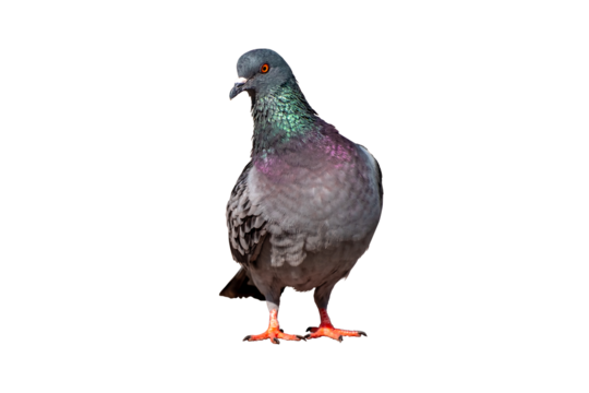 Full body of standing pigeon bird isolate on transparent background, PNG file - Powered by Adobe