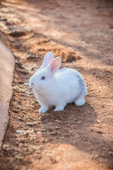 lapin