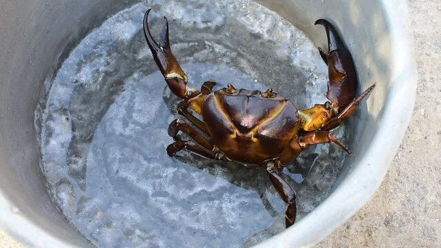 A close-up of freshwater crabs. Indian crab 