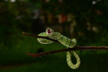 Tropidolaemus subannulatus, Bornean keeled green pit viper is a venomous pit viper species native...