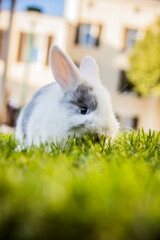 lapin