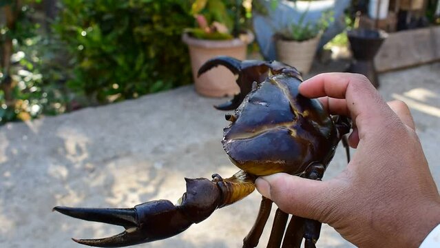 A close-up of freshwater crabs. Indian crab 