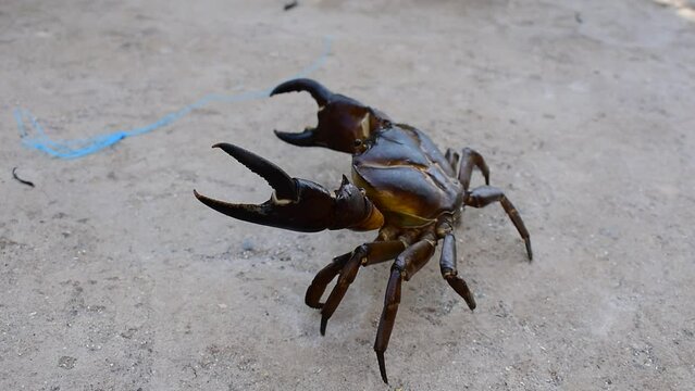 A close-up of freshwater crabs. Indian crab 
