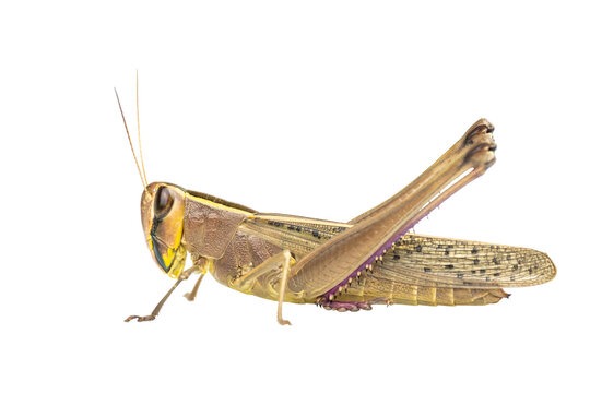 Full body of Brown Meadow grasshopper , mantis on transparent background, PNG File