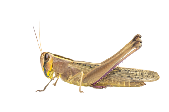 Full body of Brown Meadow grasshopper , mantis on transparent background, PNG File