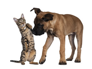 Savannah F7 cat and Boerboel malinois cross breed dog, playing together. Cat standingon hind paws with funny expression looking to camera, hitting standing dog on nose. Isolated cutout on transparent 