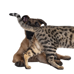 Savannah F7 cat and Boerboel malinois cross breed dog, playing together. Cat walking in front of dog laying down. Isolated cutout on transparent background.