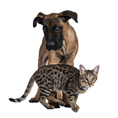 Savannah F7 cat and Boerboel malinois cross breed dog, playing together. Cat walking in front of dog standing behind it. Isolated cutout on transparent background.